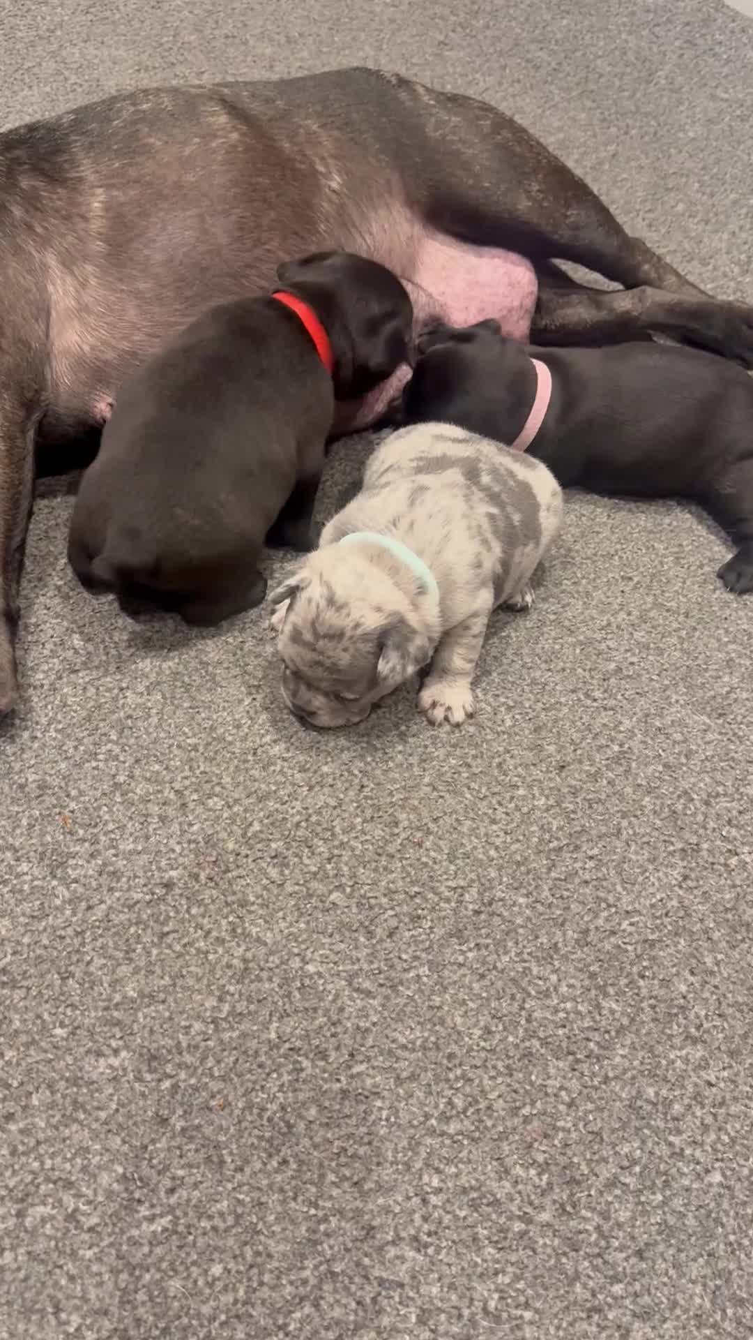 French Bulldog dogs for sale: French bulldog puppies looking for loving homes  - Video 1