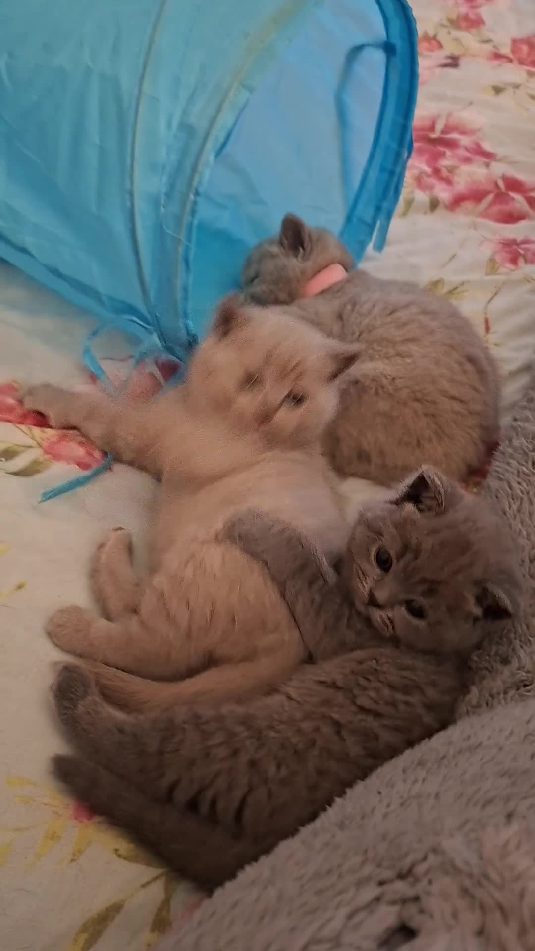 British Shorthair cats for sale: Only 1 blue boy & 1 blue girl available to reserve - Video 5