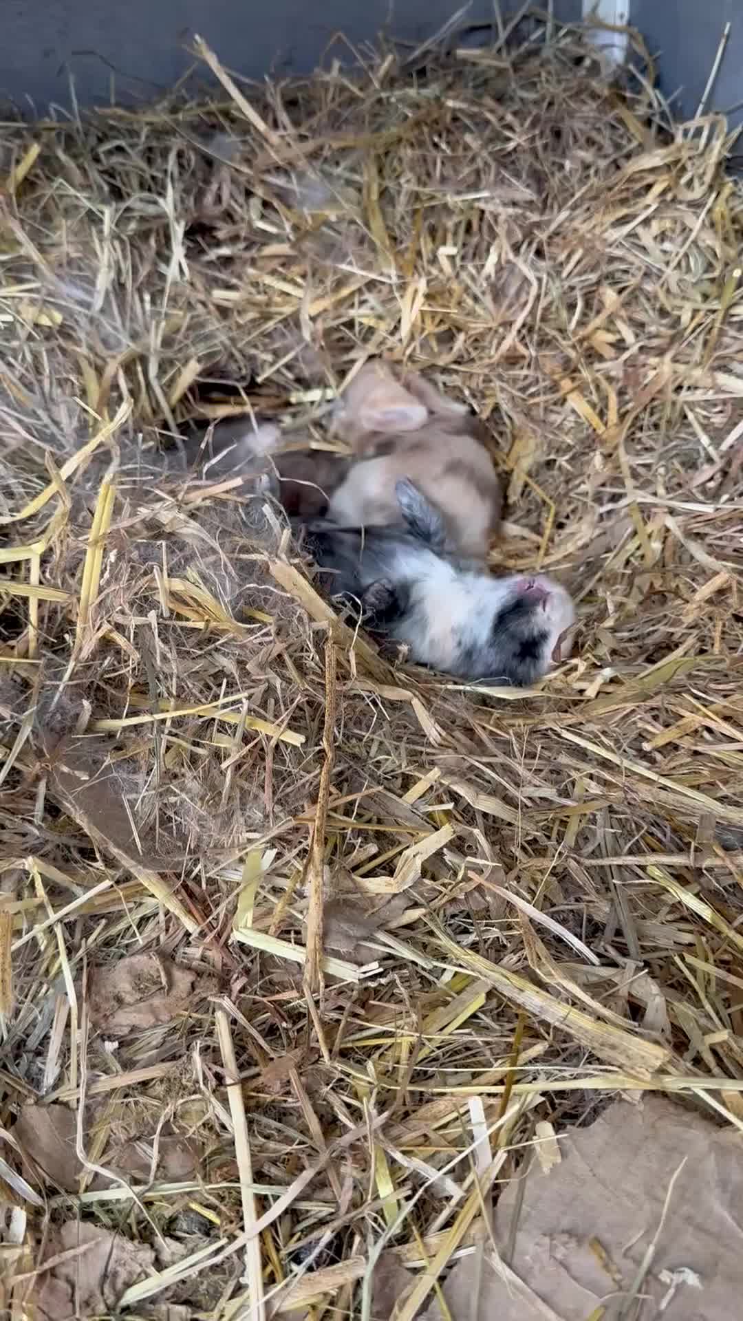 Mixed Breed rabbits for sale: Baby bunnies  in Boston - Video 4