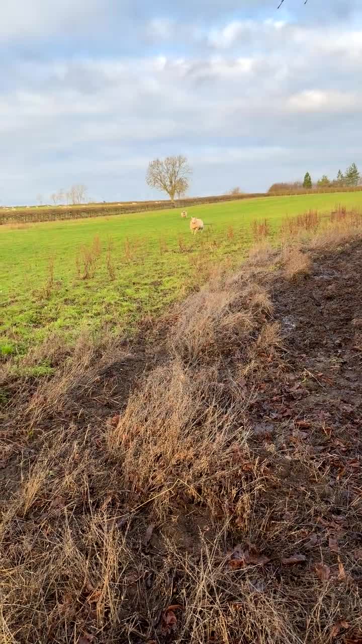 Sheep livestock for sale: 2 Pet Sheep for Rehoming - Video 1