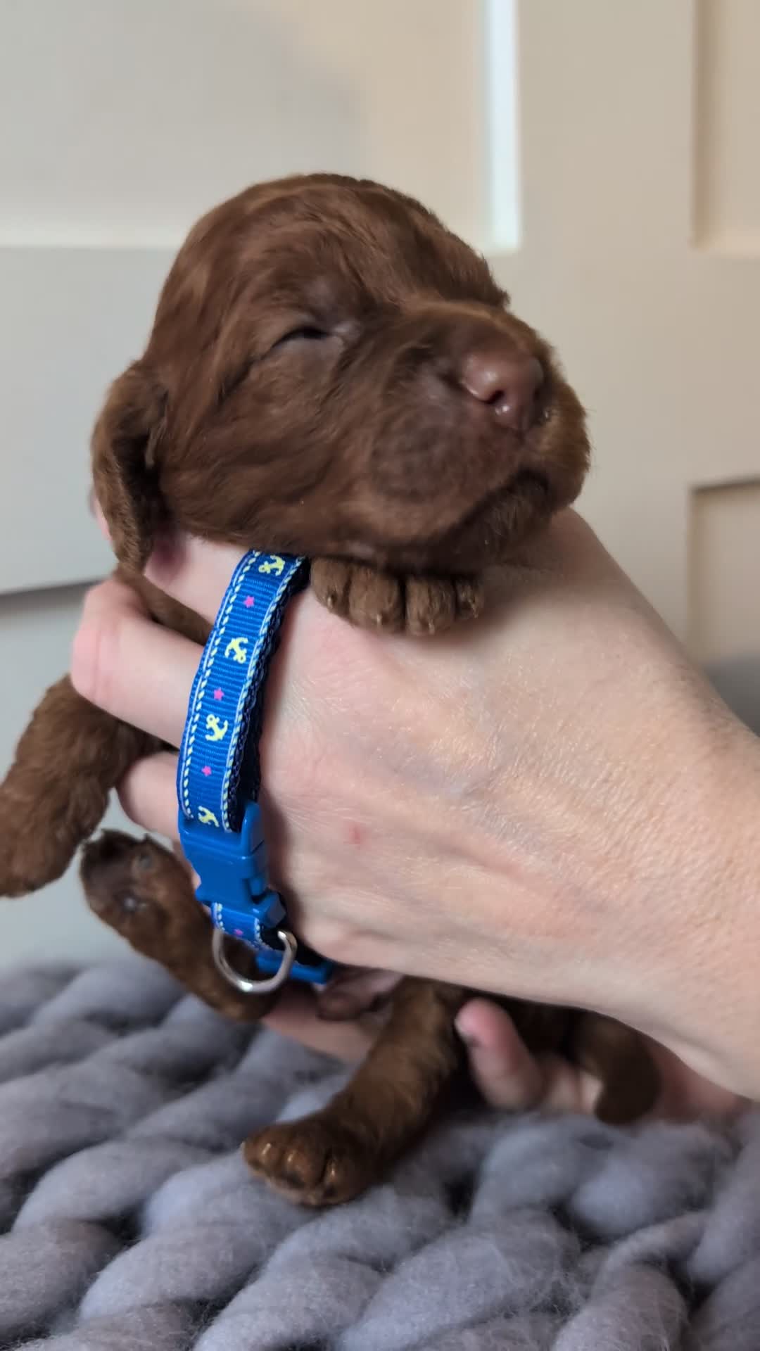 Cockapoo dogs for sale: Stunning F1 Show Toy Red Cockapoo puppies DNA ✔️ - Video 3