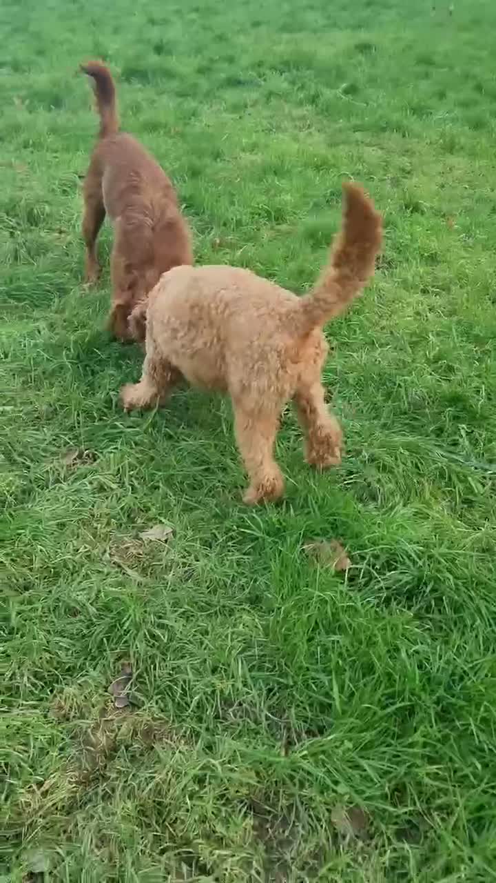 Labradoodle dogs for sale: Labradoodle for red - Video 2