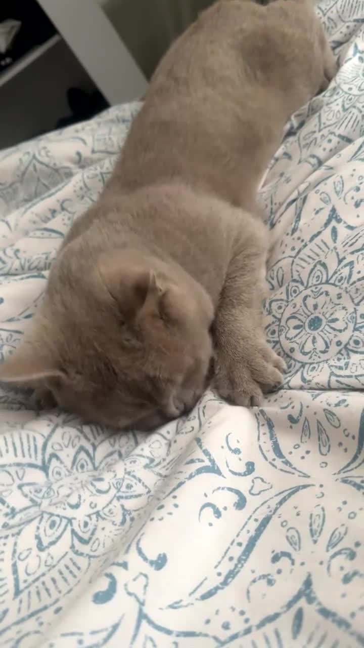 British Shorthair cats for sale: Leo            - Video 2