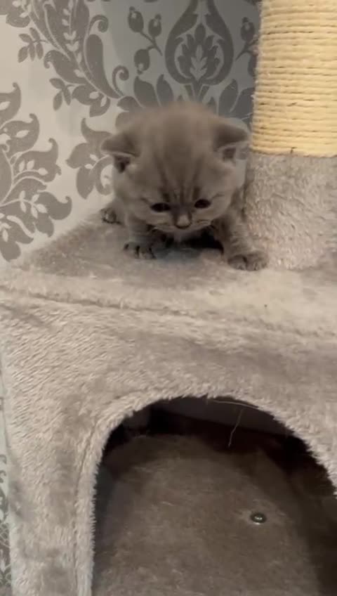 British Shorthair cats for sale: Stunning British shorthair kittens - Video 1
