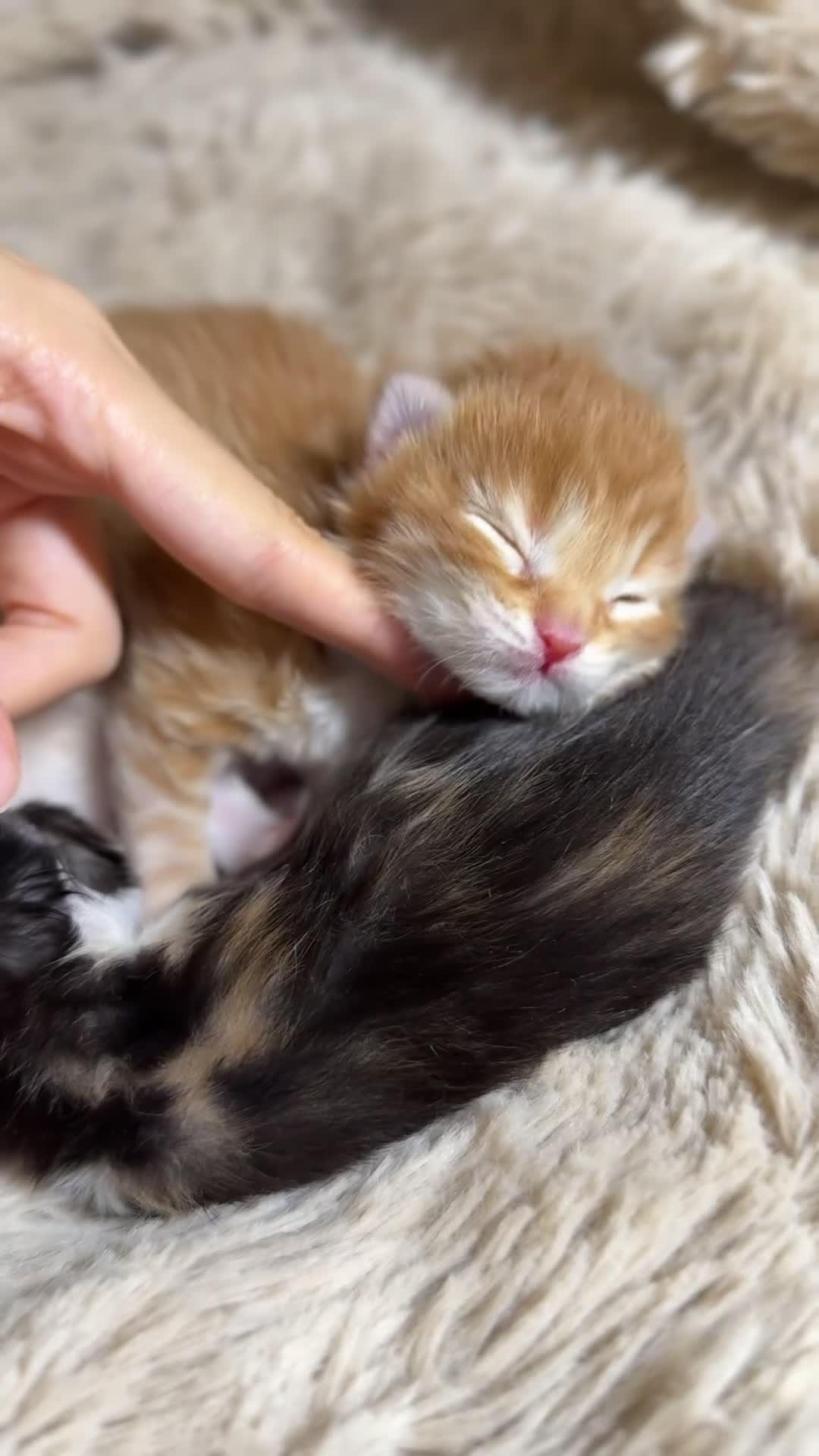 Maine Coon cats for sale: Purebred Adorable Maine Coon Kittens Available - Video 1