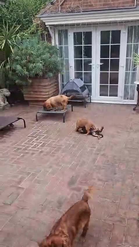 Mixed Breed dogs for sale: King Charles Cavalier Puppies Ready Now - Video 1