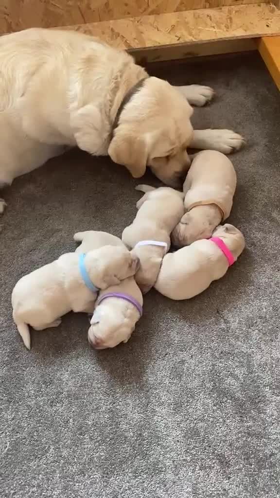 Labrador Retriever dogs for sale: Beautiful litter of Pedigree Yellow Labrador   in Waltham Abbey - Video 1