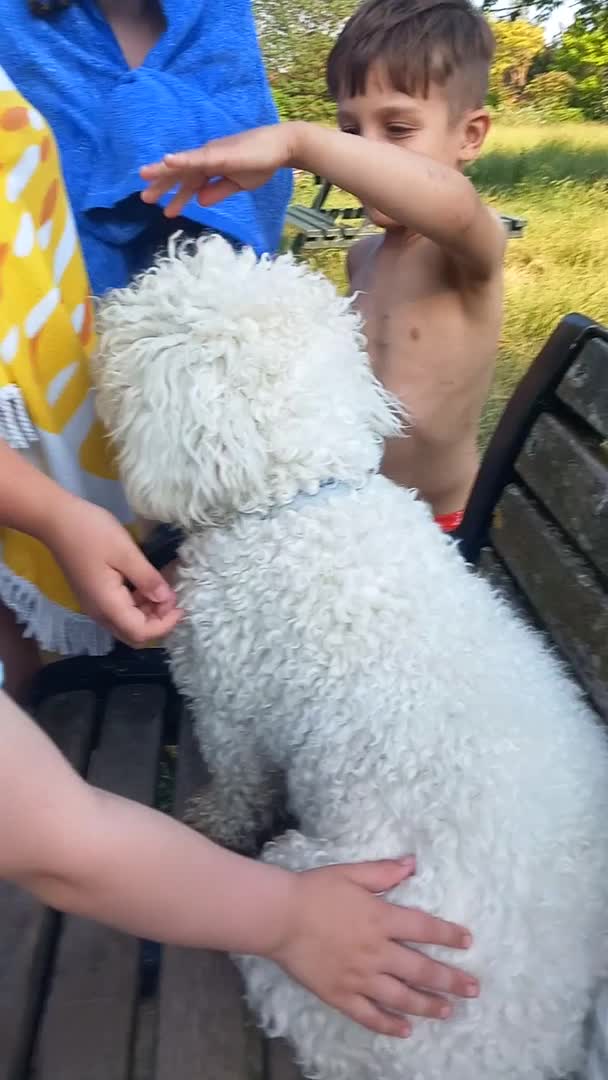Bichon Frise dogs for stud: BICHON BOY READY TO MATE in Chertsey - Video 1