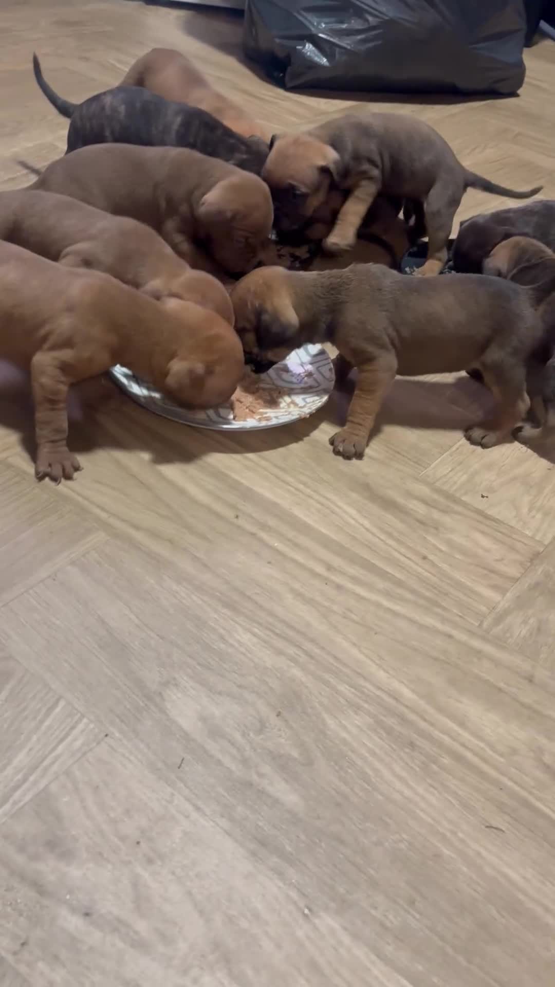 Mixed Breed dogs for sale: Cane Corso and Dogue de Bordeaux - Video 1