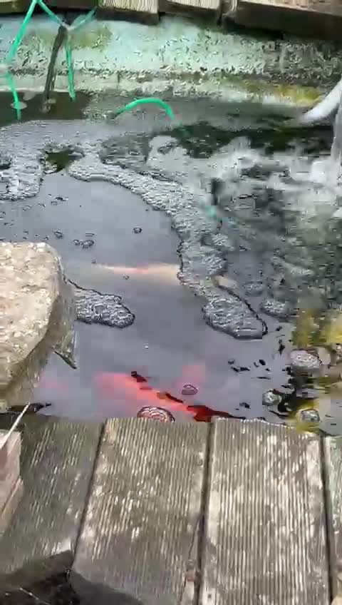 Other/Mixed Breed fish for sale: Pond closing down  - Video 2