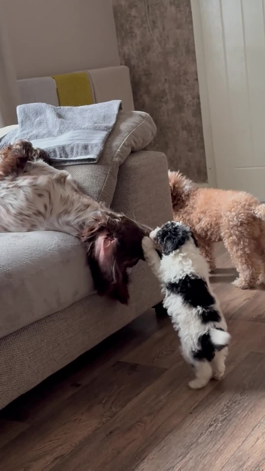 Cocker Spaniel dogs for stud: Working cocker spaniel  - Video 1