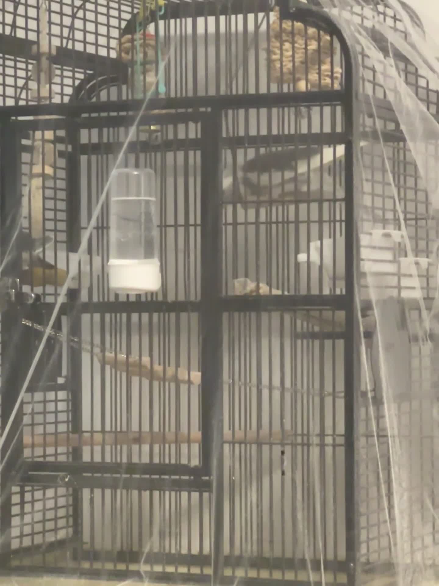 Cockatiels birds for sale: A pair of cockatiels - Video 2