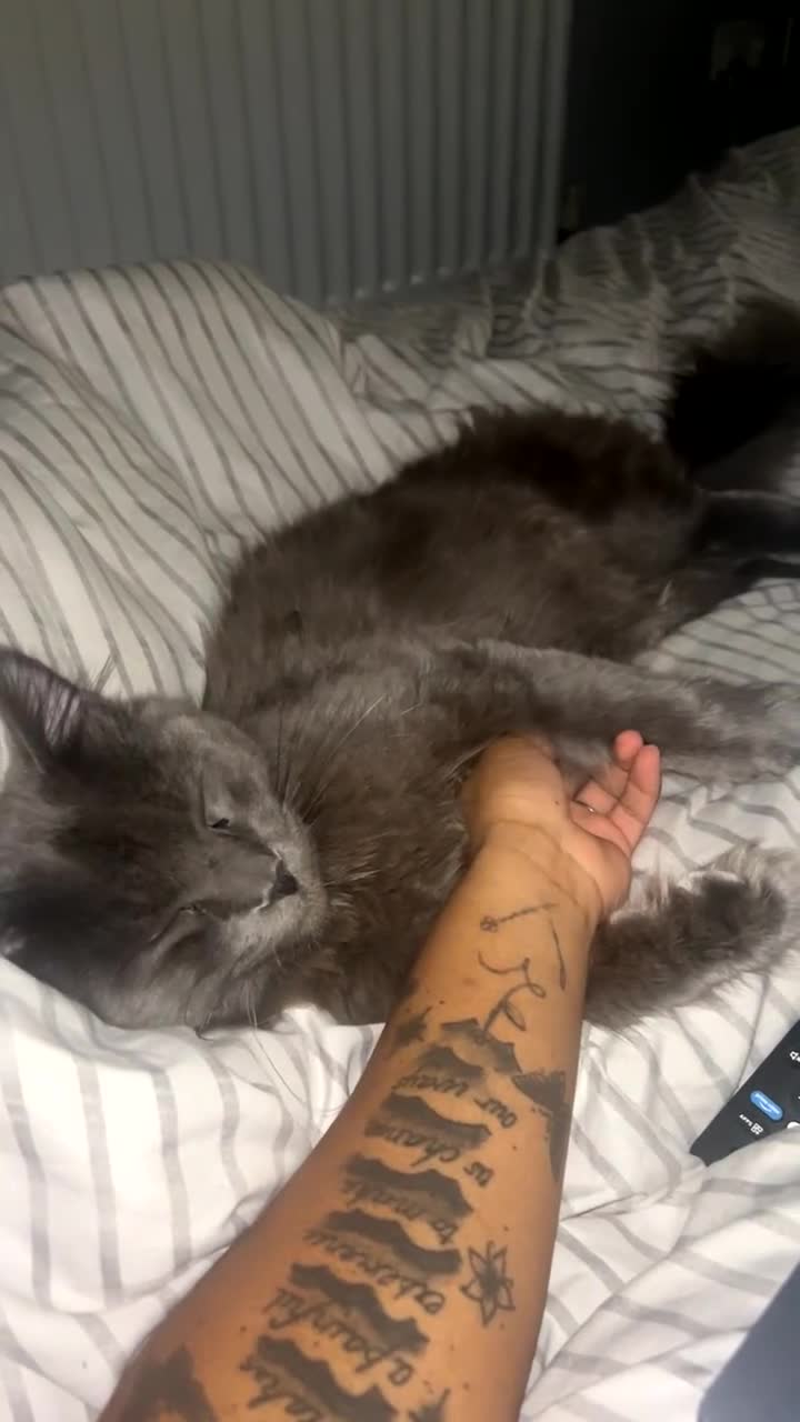 Maine Coon cats for stud: Maine Coon Stud  in Hatfield - Video 2