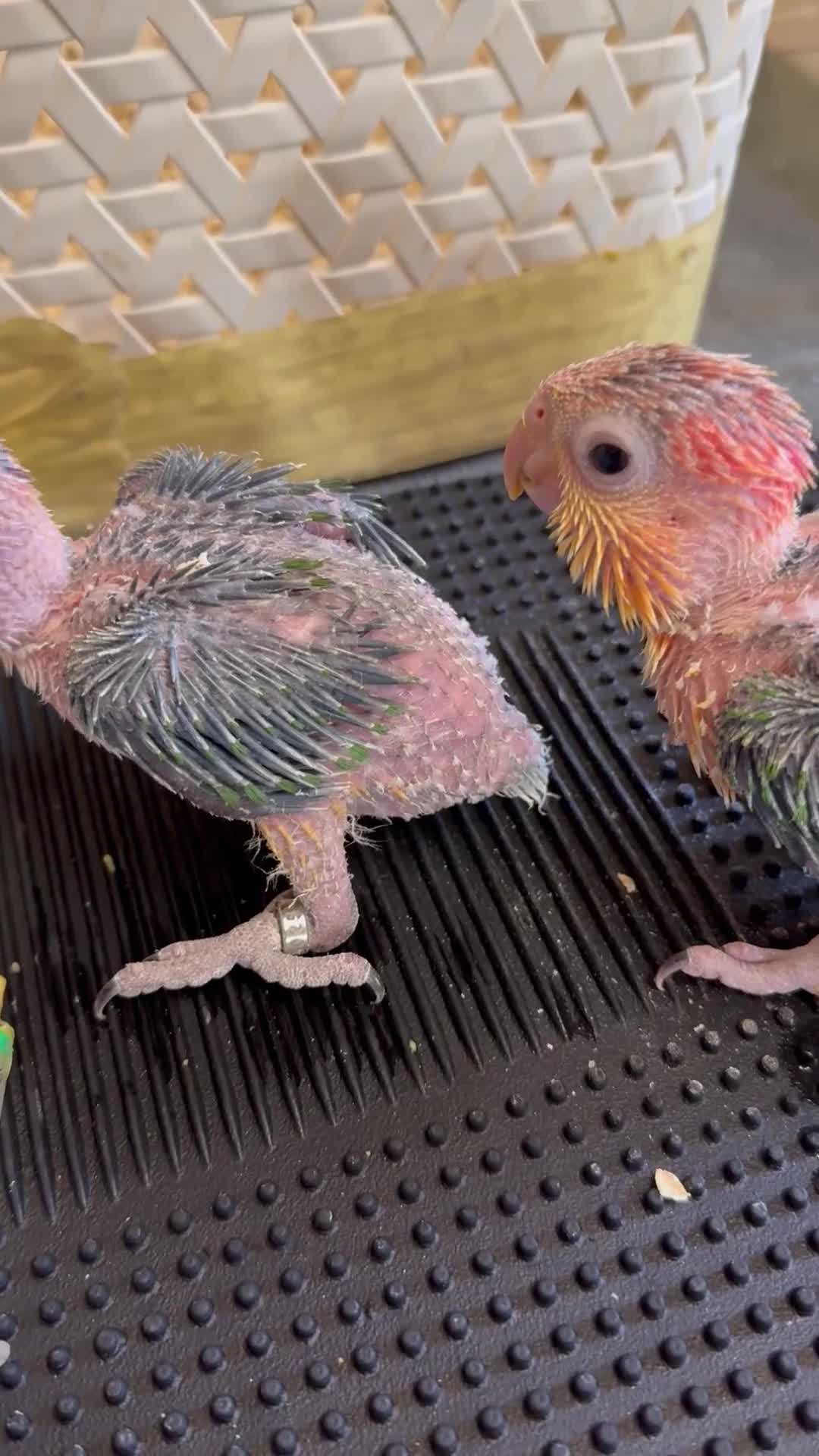 Parrots birds for sale: Yellow thighed caques  - Video 1