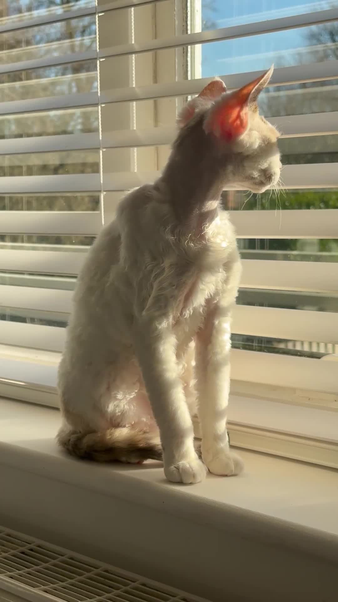 Devon Rex cats for sale: Fantastic quality GCCF boy  - Video 3
