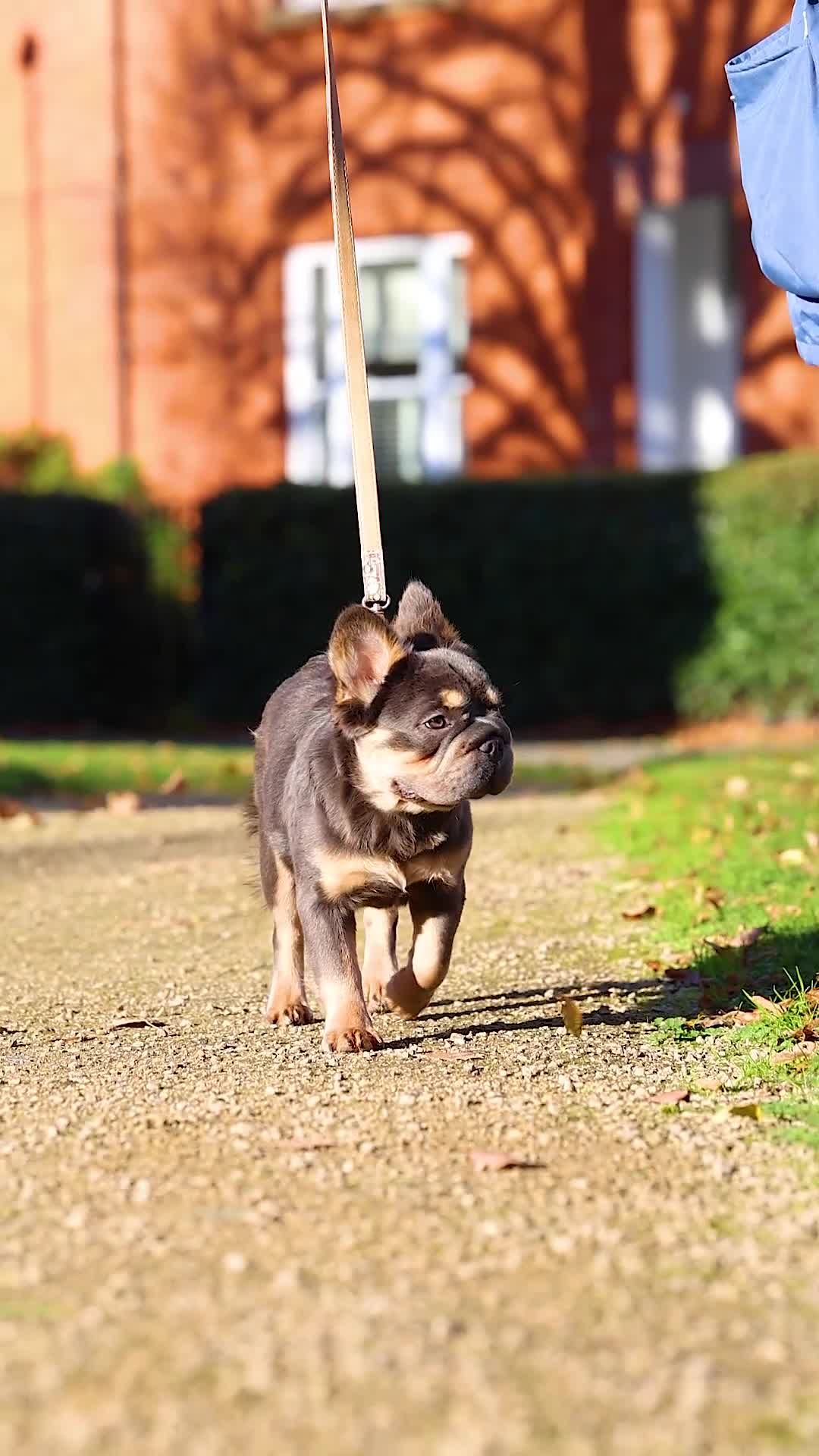 French Bulldog dogs for sale: Fluffy  **  Frenchie in Milton Keynes - Video 1
