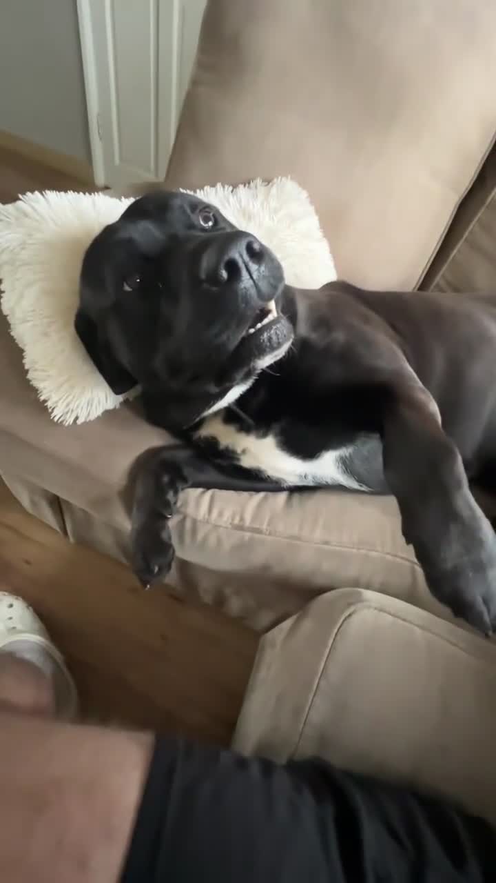 Mixed Breed dogs for sale: 2 Year Old Male Labrador x Presa  - Video 1