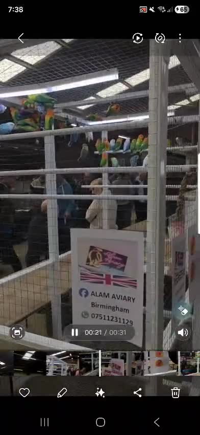 Lovebirds birds for sale: Colour Lovebirds for Sale - Video 1