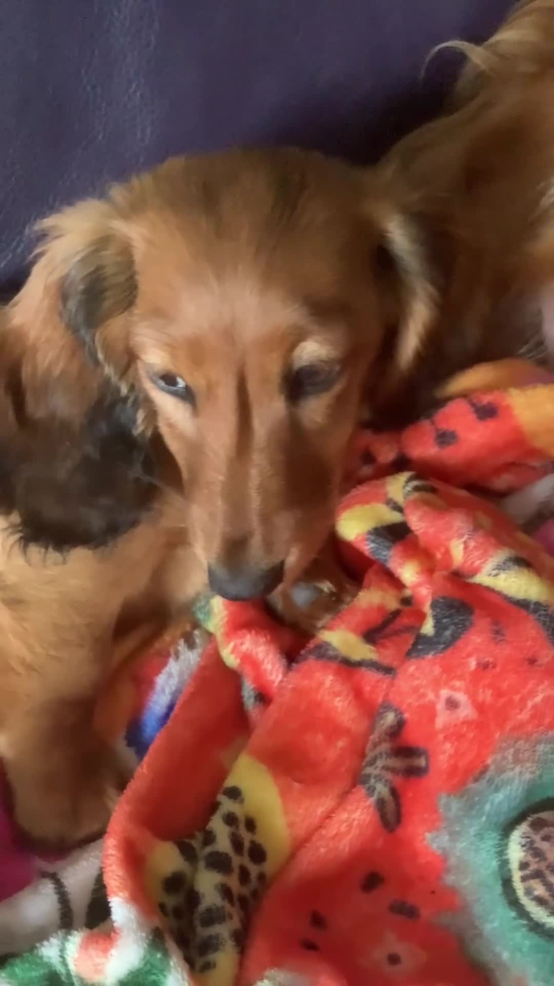 Miniature Dachshund dogs for sale: Kc reg long hair mini dachshunds dna parents  - Video 2