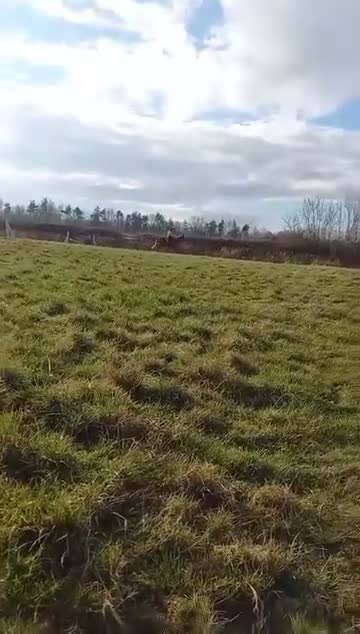 Irish Sports horses for sale: Khal  9 year old 17.2/3hh Irish sport horse  - Video 5