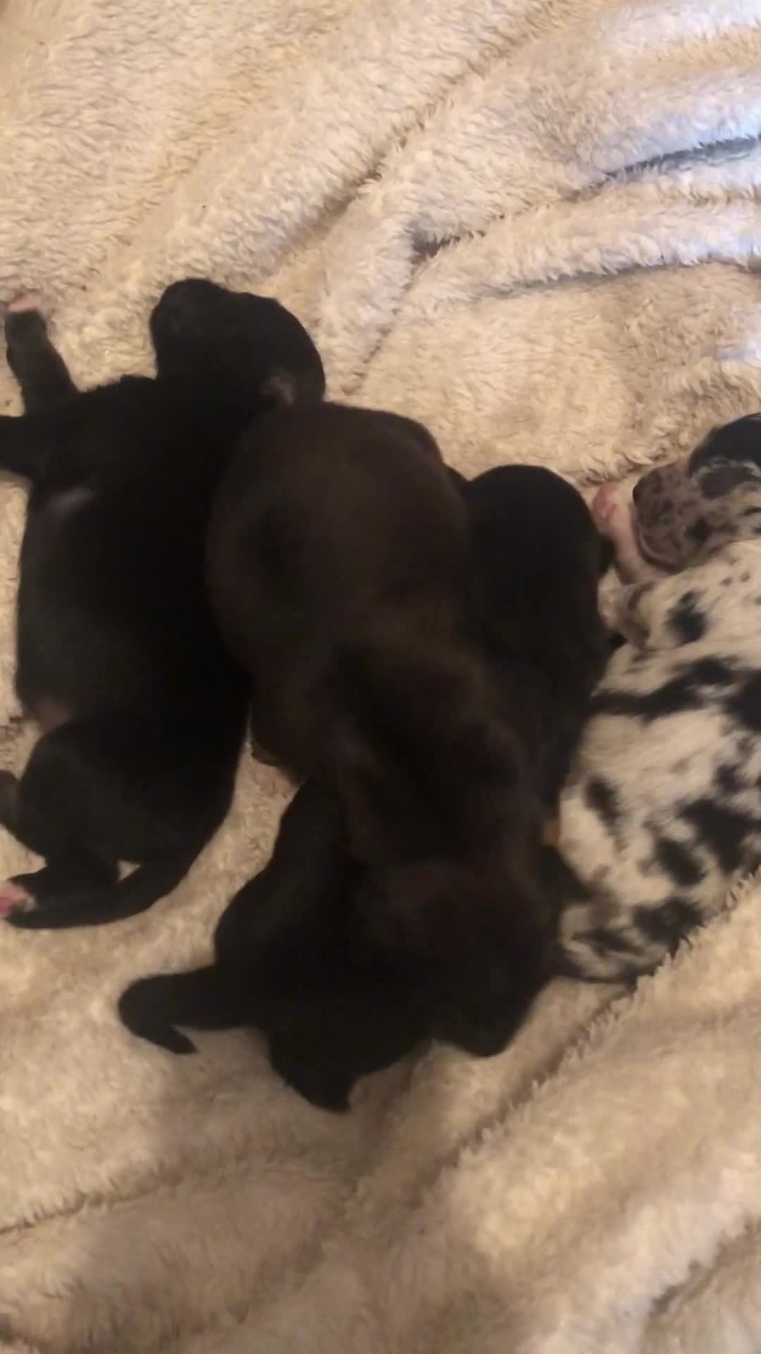 Mixed Breed dogs for sale: Keeshond/retriever cross Collie Pups - Video 1