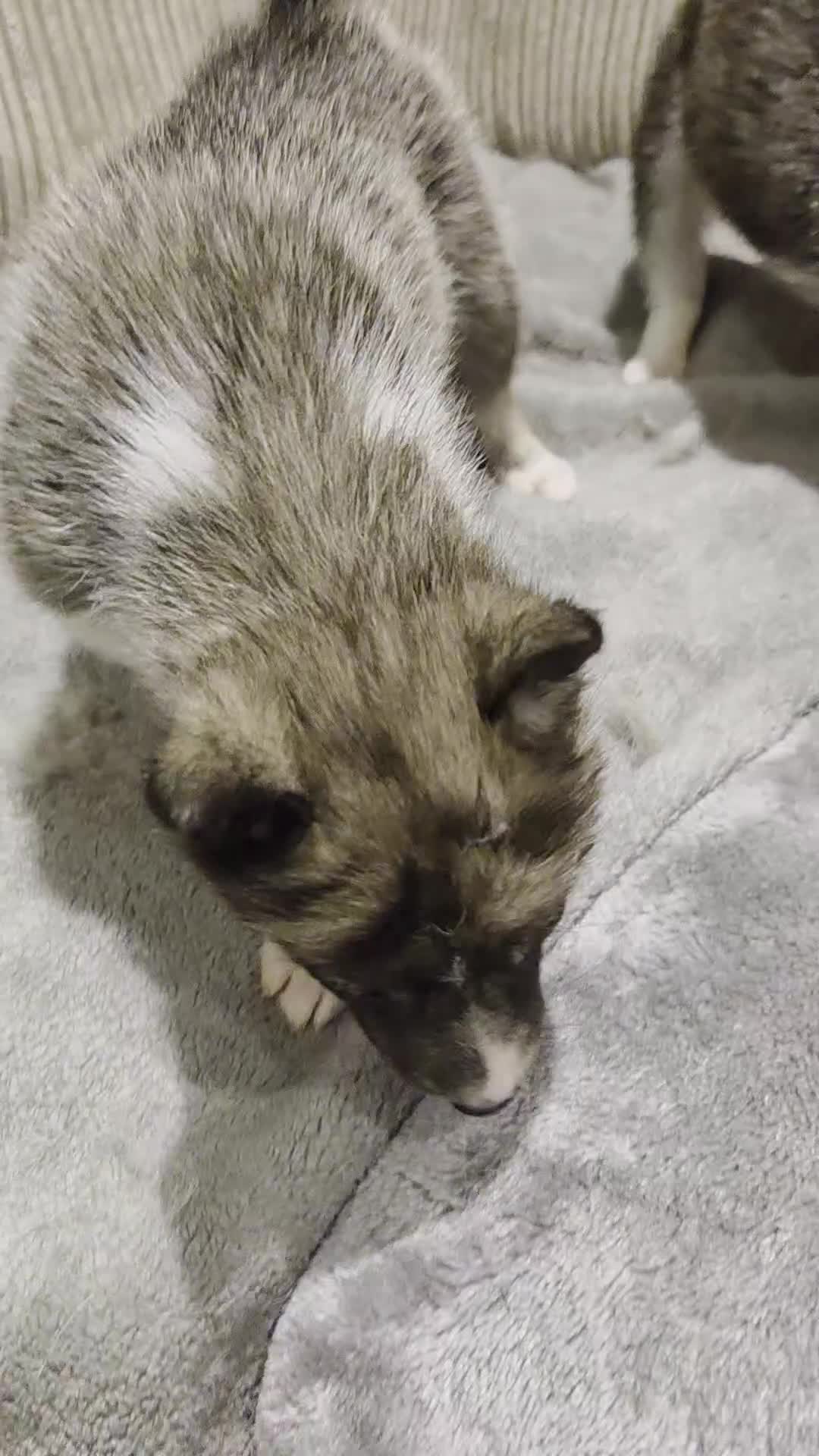 Mixed Breed dogs for sale: Husky X Border collie - Video 2