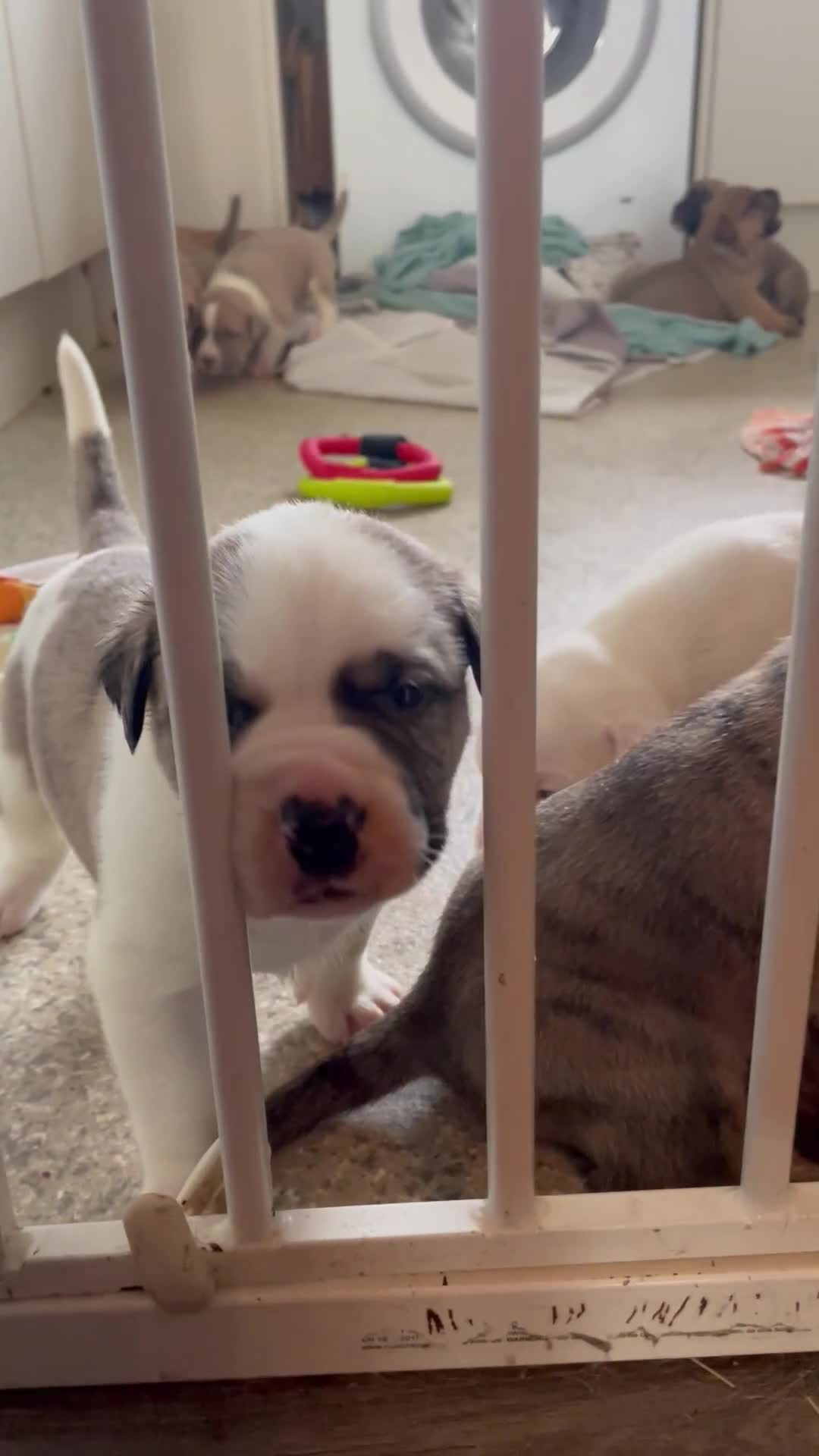 Mixed Breed dogs for sale: Gorgeous Presa X Doberman only 7/10 remaining!! - Video 2