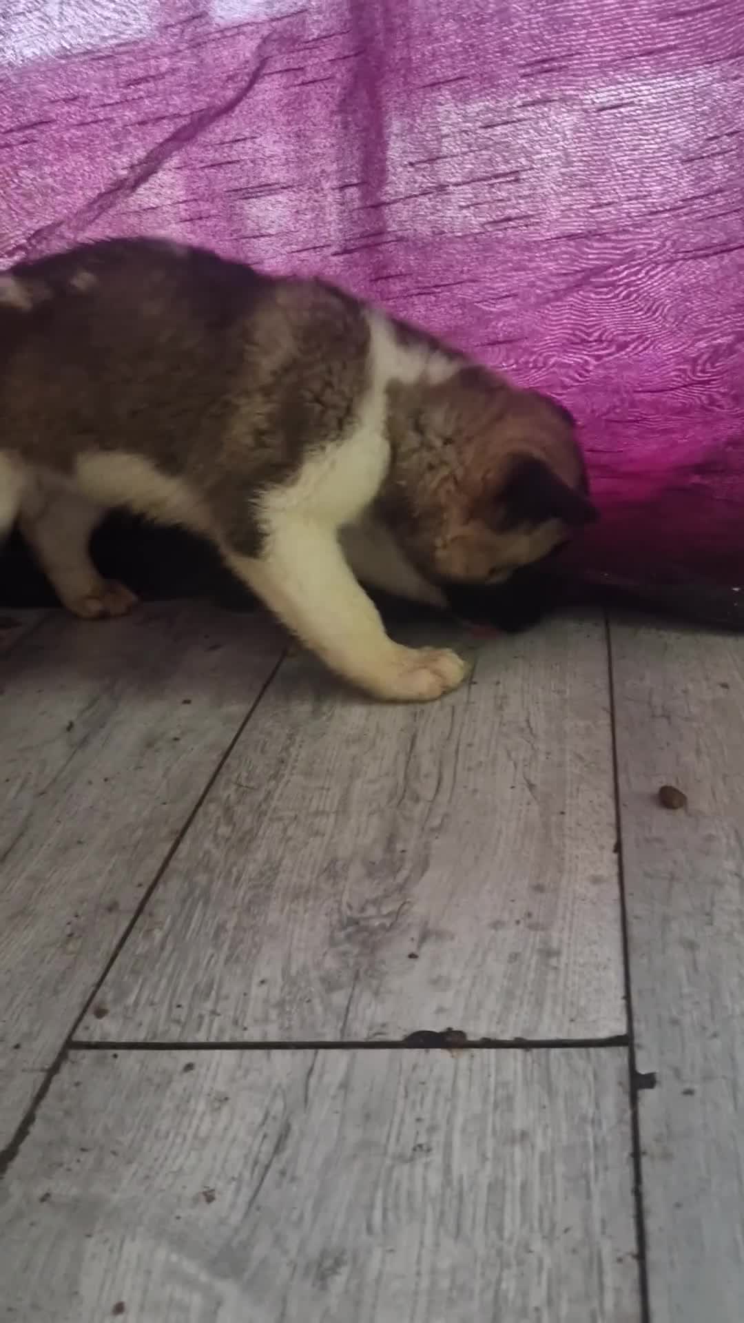 Akita dogs for sale: BEAUTIFUL  AMERICAN AKITAS - Video 5