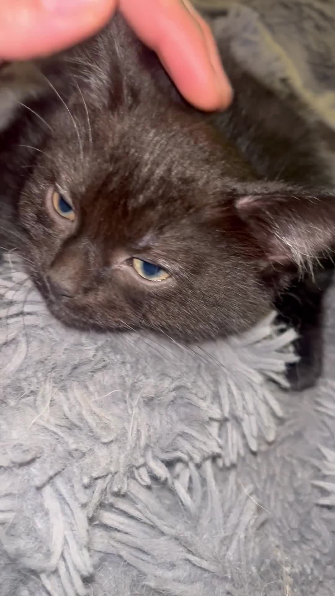 Mixed Breed cats for sale: 2 black girls 9 weeks old - Video 1