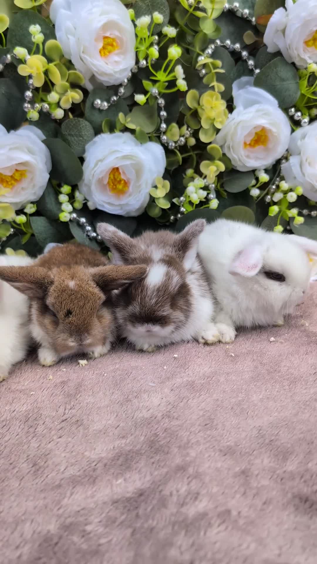 Mini Lop rabbits for sale: ❤️mini lop babies ❤️  - Video 1