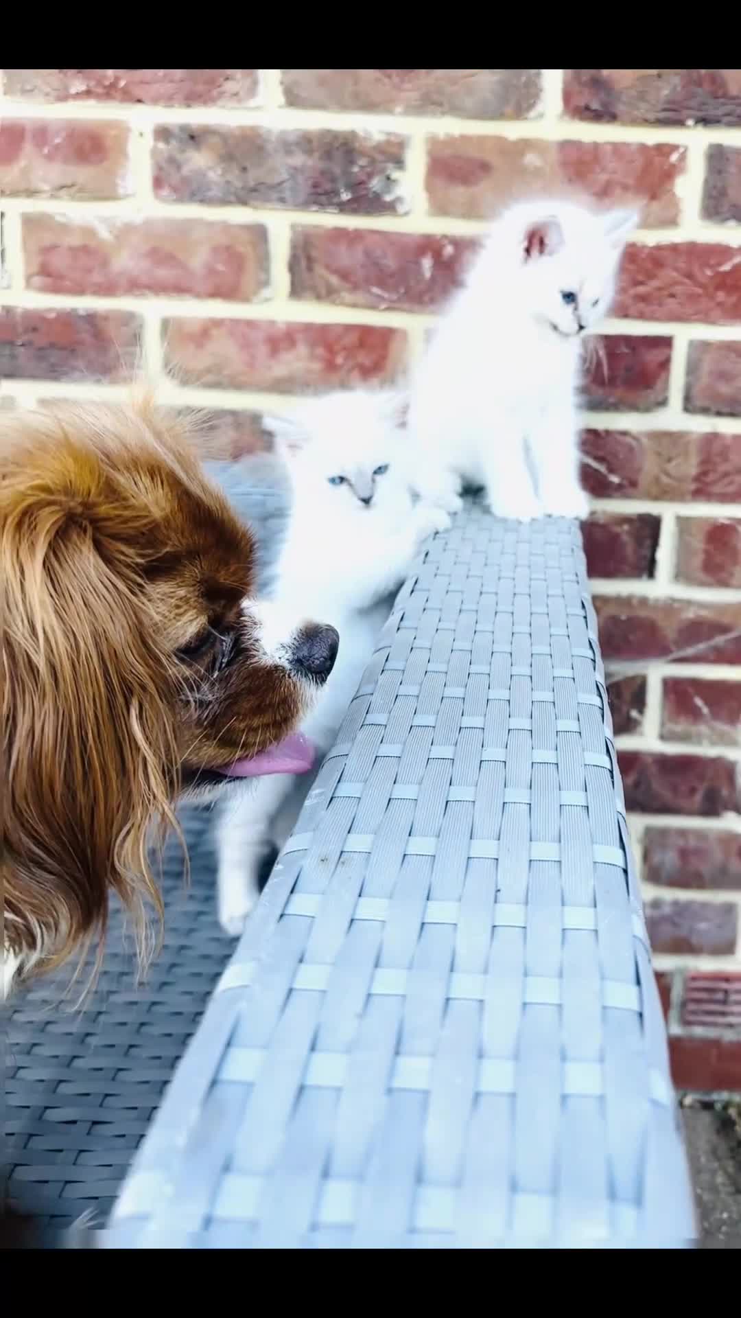 Ragdoll cats for sale: GCCF BEAUTIFUL RAGDOLL KITTENS  - Video 1