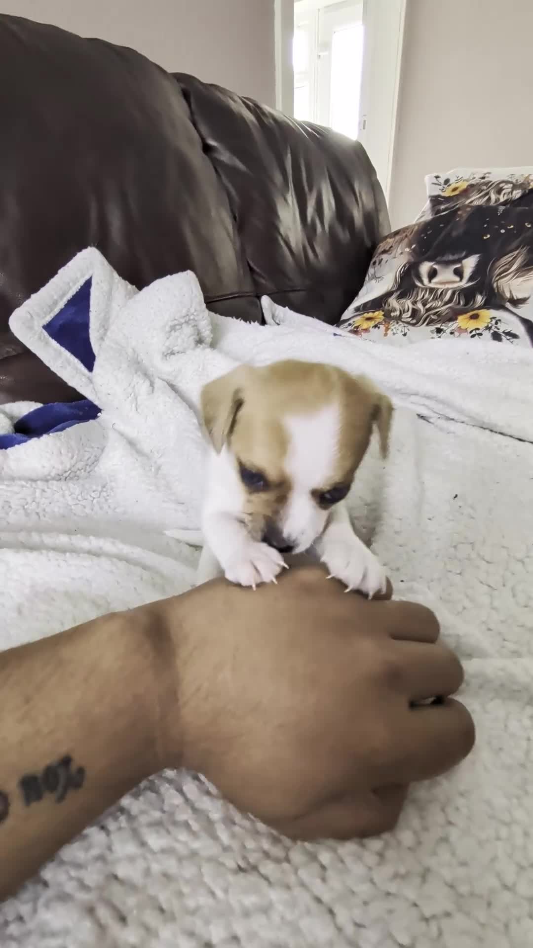 Jack Chi dogs for sale: 7 Jack Chi Puppies - Video 1