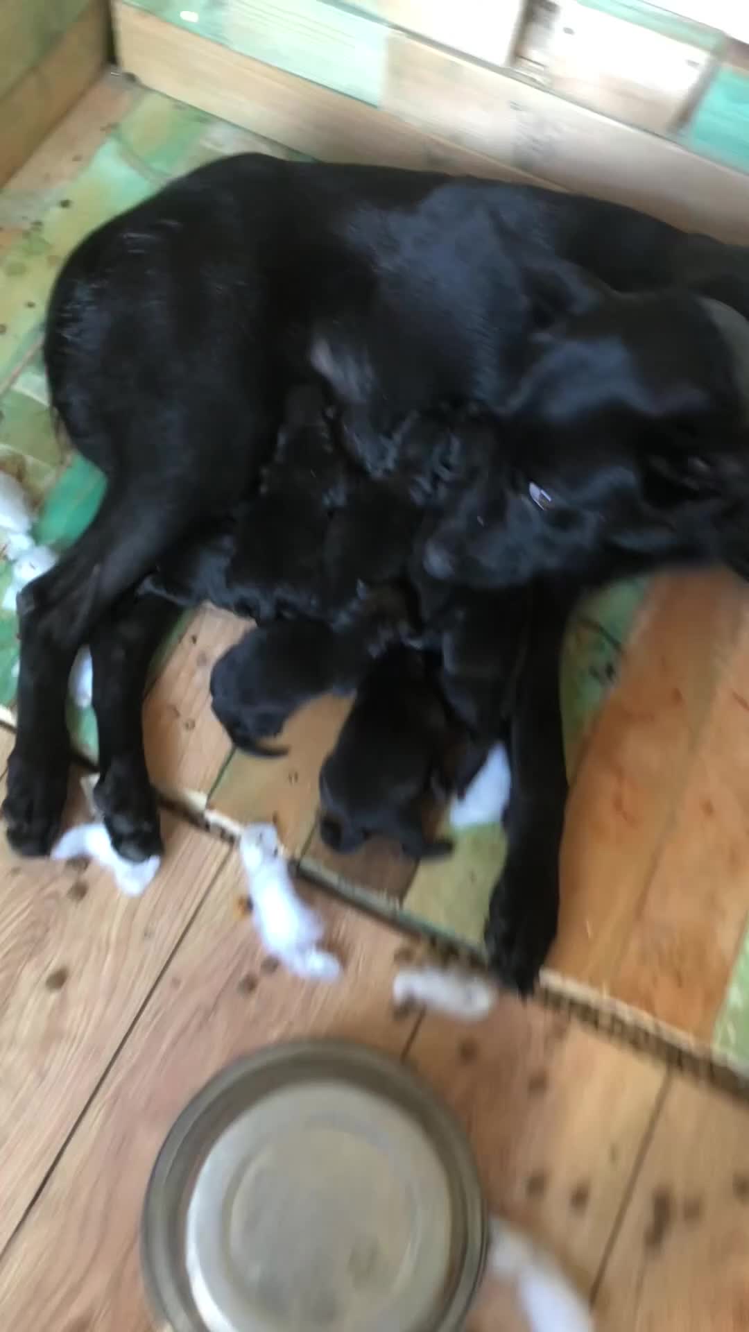 Belgian Shepherd Dog dogs for sale: Belgian Mallinois pups due - Video 1