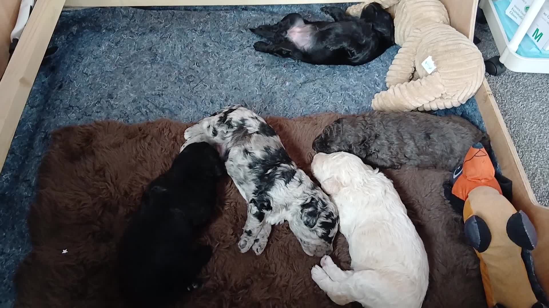 Cockapoo dogs for sale: 🐶Ready to leave this weekend!!Two boys left!!😍 - Video 3