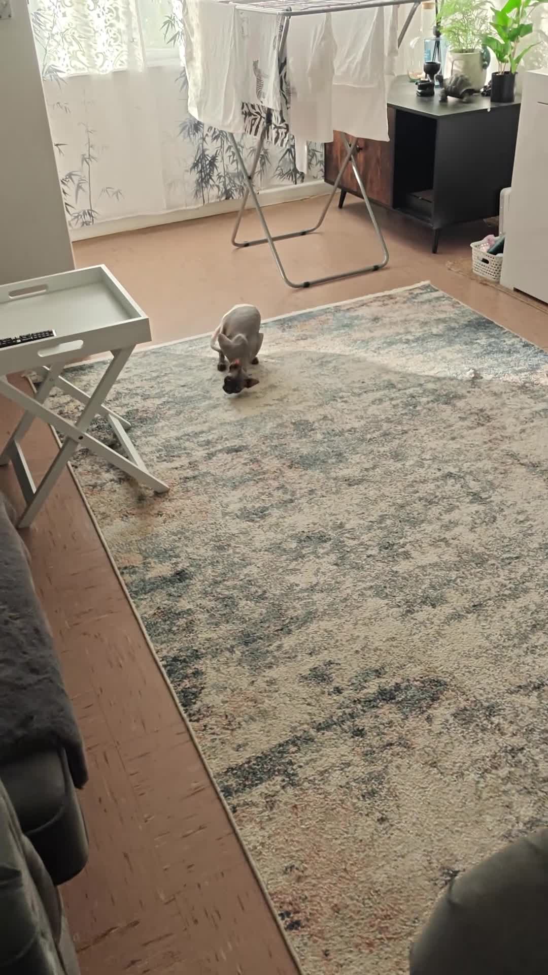 Sphynx cats for sale: Lilac female cat 13 months old  - Video 1