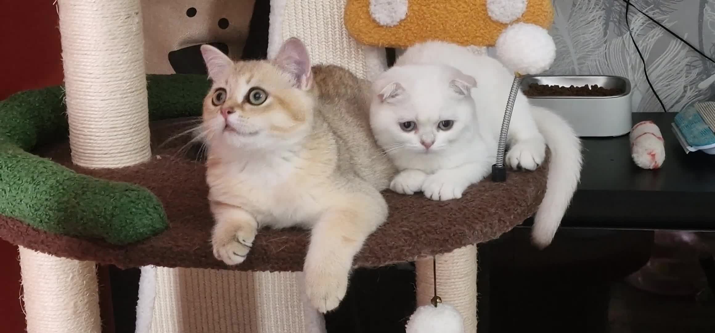 Scottish Fold cats for sale: Scottish straight boy ready to leave - Video 4