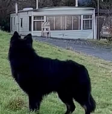 German Shepherd dogs for stud: Old-fashioned type German Shephed Stud Boy  - Video 1