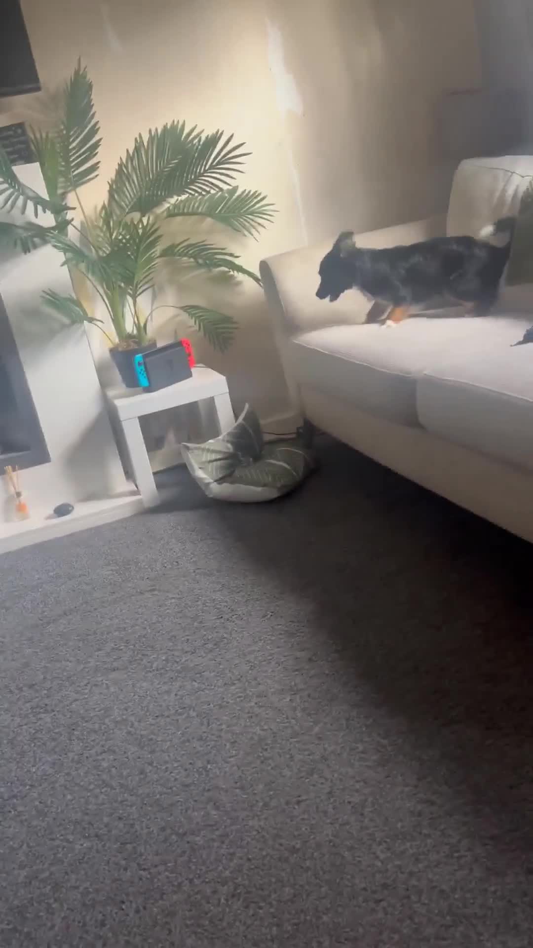 Mixed Breed dogs for adoption: 🪻Hermione🪻for adoption, fostered in OXFORD - Video 1