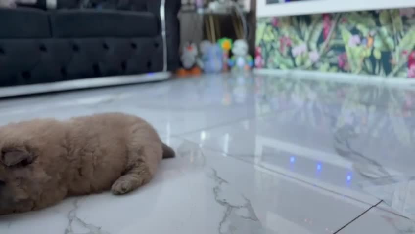 Chow Chow dogs for sale: Chow chow female  - Video 1