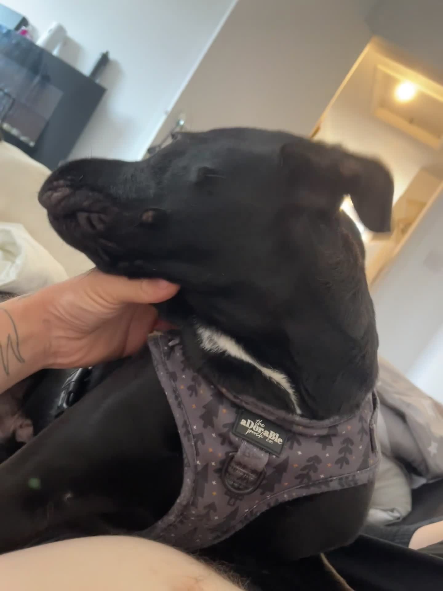 Mixed Breed dogs for sale: Maxi  - Video 1