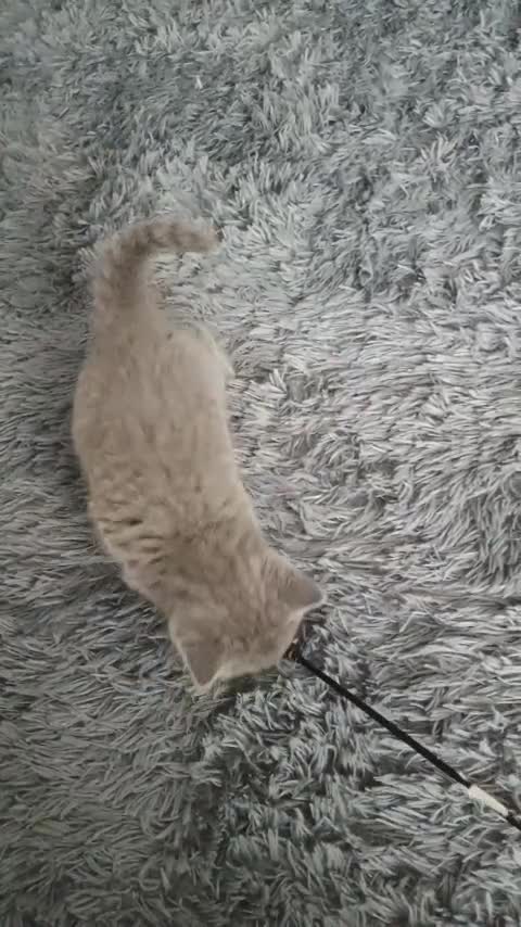 British Shorthair cats for sale: Beautiful British Shorthair Kittens for Sale - Video 1