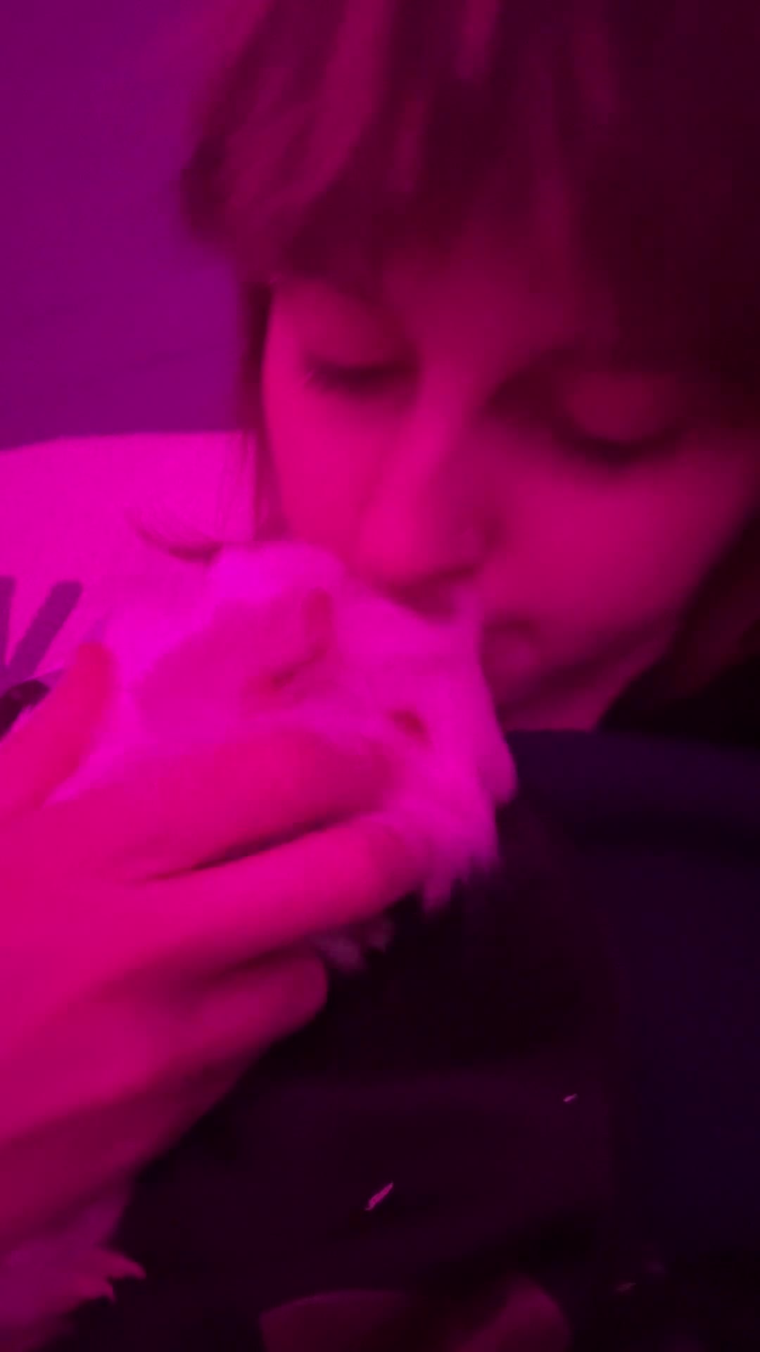 Guinea Pig rodents for sale: beautiful pew friendly Peruvian long haired boy  in Dorking - Video 1