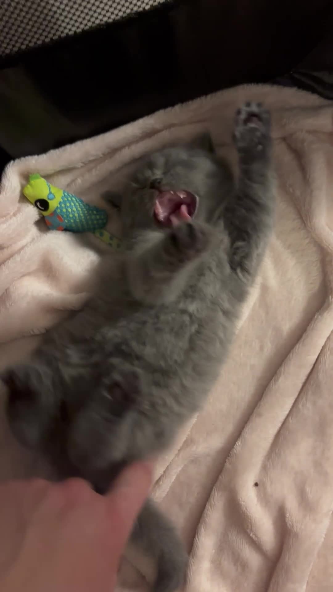 British Shorthair cats for sale: 4 British shorthairs kitten looking new home🐱🐱🐱 - Video 1