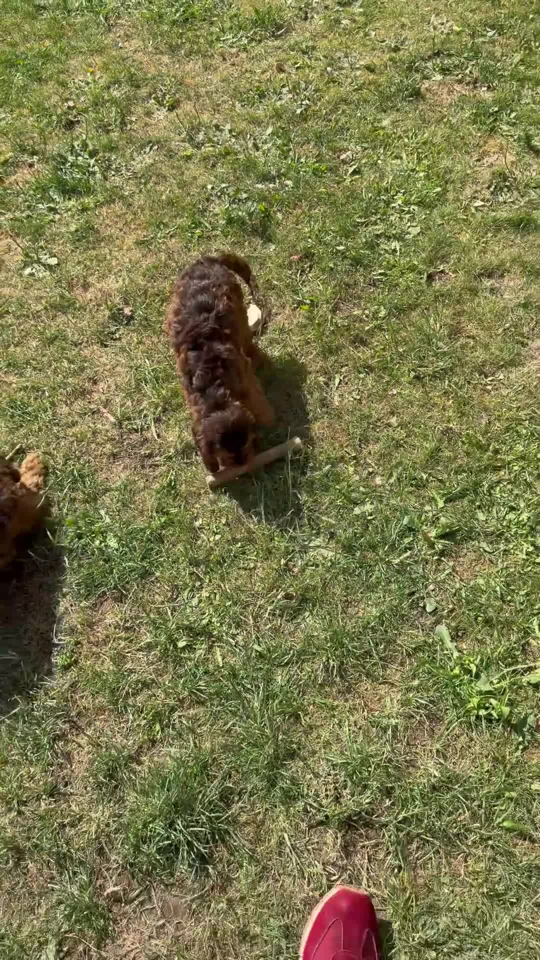 Cockapoo dogs for sale: 🐶 Cockerpoo Puppies – Loving Forever Homes 🐶 - Video 4