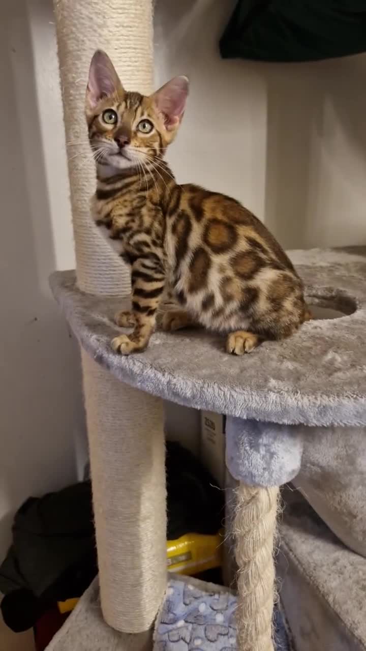 Bengal cats for sale: Beautiful kitten❤️Ready to go 😍  - Video 4
