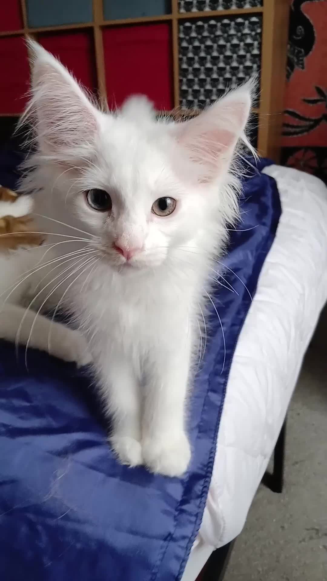 Maine Coon cats for sale: Maine Coon Kittens for Sale - Video 2