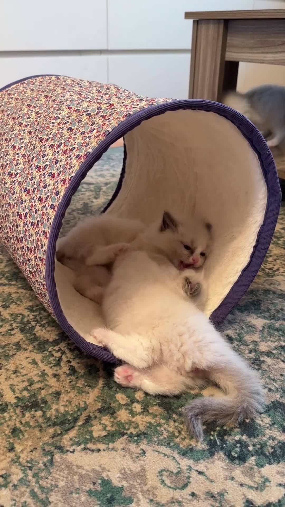 Ragdoll cats for sale: Exceptional quality ragdolls  - Video 2