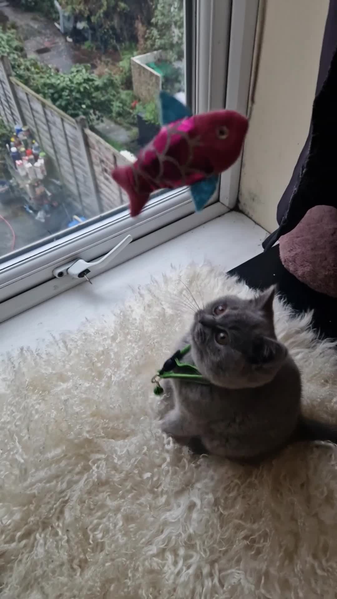 British Shorthair cats for sale: British shoort hair blue kittens for sale  - Video 3