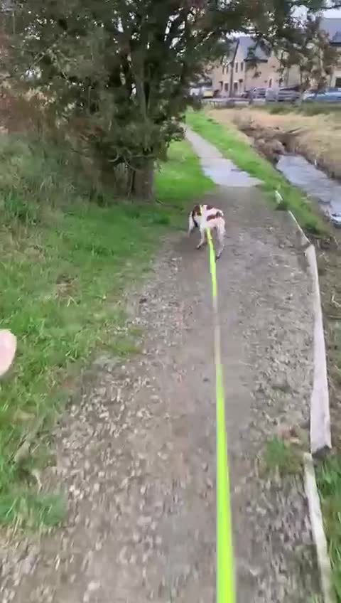 Brittany Spaniel dogs for adoption: Cronos a wonderful Brittany - Video 1