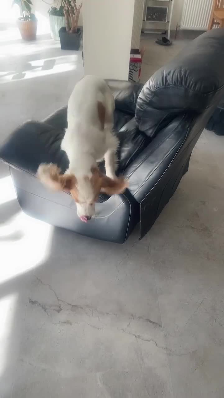 Cocker Spaniel dogs for sale: female - Video 1
